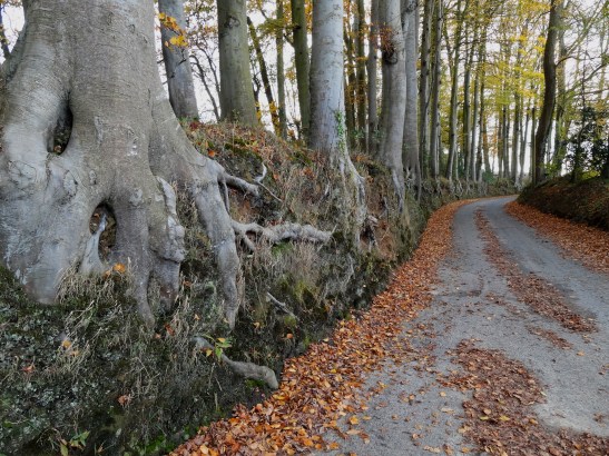 n°49 "Le troupeau" Seine Maritime - Normandie - Alain Bruneaux 