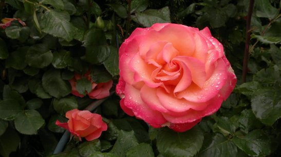 n° 28 "L'eau de la rose" titre provisoire Garennes Sur Eure - Bernard Sainrau