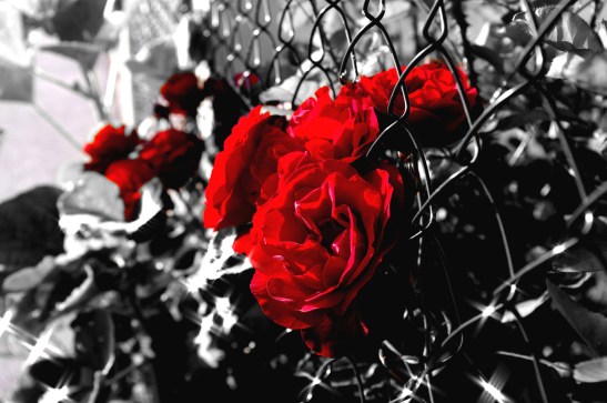 n°11 "En rouge et noir" Rouen - Maxime Leroux