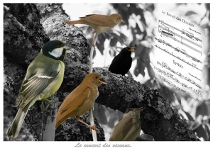 Le concert des oiseaux